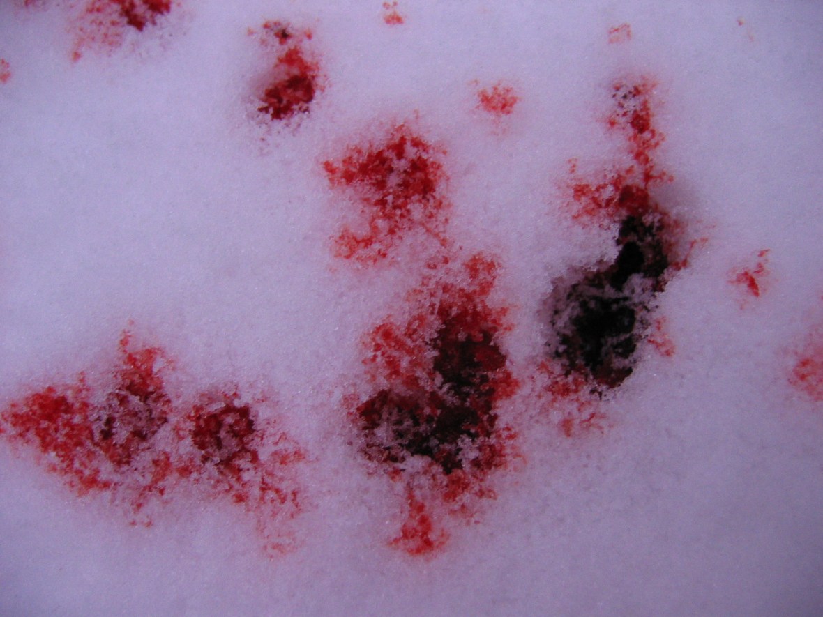 photo credit: Anosmia via photopin cc