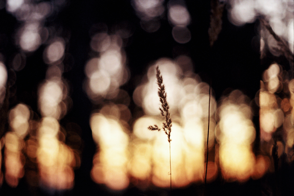 photo credit: <a href="http://www.flickr.com/photos/nadiboldizsar/6646115937/">Berzsián</a> via <a href="http://photopin.com">photopin</a> <a href="http://creativecommons.org/licenses/by-nc-sa/2.0/">cc</a>