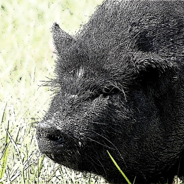 Desde una foto en http://www.flickr.com/photos/33401860@N00/1556576401